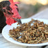 Happy Hens Grub Frenzy North American Chicken Treats - Black Soldier Fly Larvae - 5lb Bag