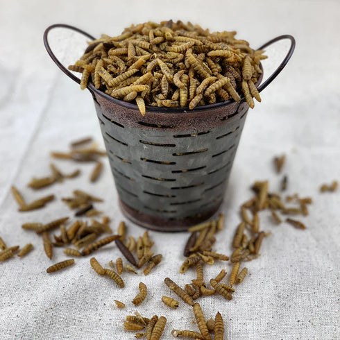 Happy Hens Grub Frenzy North American Chicken Treats - Black Soldier Fly Larvae - 5lb Bag