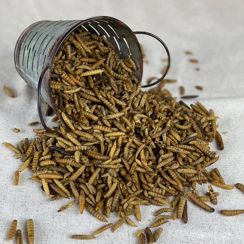 Happy Hens Grub Frenzy North American Chicken Treats - Black Soldier Fly Larvae - 5lb Bag