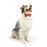 Huxley & Kent Pet Holiday Bow Tie - Large - Happy G-Man