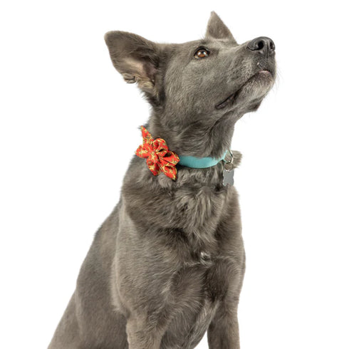 Huxley & Kent Holiday Pinwheel Pet Bow Tie - Large - Happy G-Man