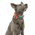 Huxley & Kent Holiday Pinwheel Pet Bow Tie - Large - Happy G-Man