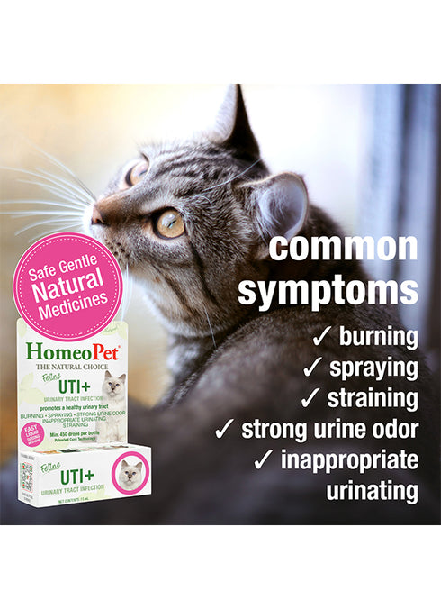 HomeoPet Feline UTI+ Natural Remedy For Cats - 15ml