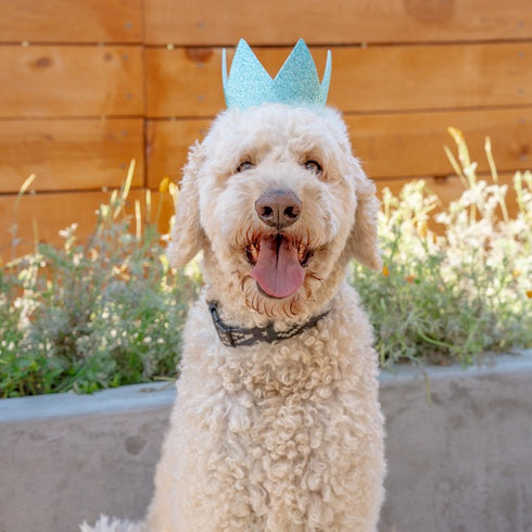 Huxley & Kent Party Crown for Dogs & Cats Small Blue Poudre Pet & Feed Supply 2