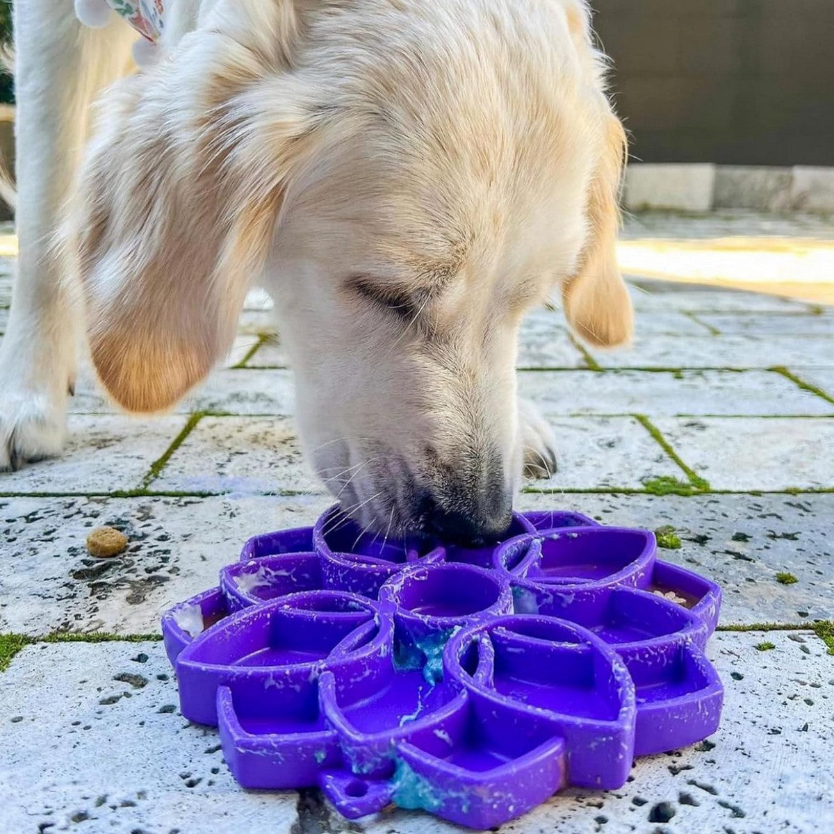 Water Frog Design eTray Enrichment Tray for Dogs Purple