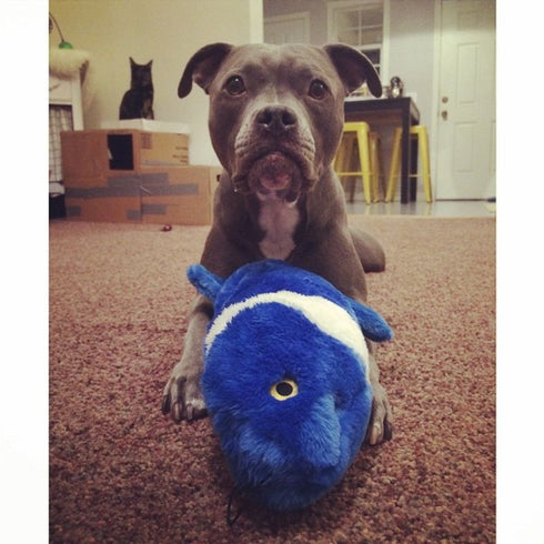 Fluff & Tuff Gil Koi Dog Toy - Poudre Pet & Feed Supply 4