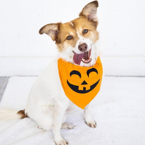 Pearhead Pumpkin Pet Bandana M/L - Poudre Pet & Feed Supply 2
