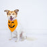 Pearhead Pumpkin Pet Bandana M/L - Poudre Pet & Feed Supply 5