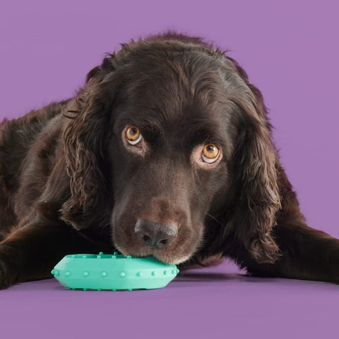 Yomp ChillChew Silicone Dog Toy poudrefeed.com 2