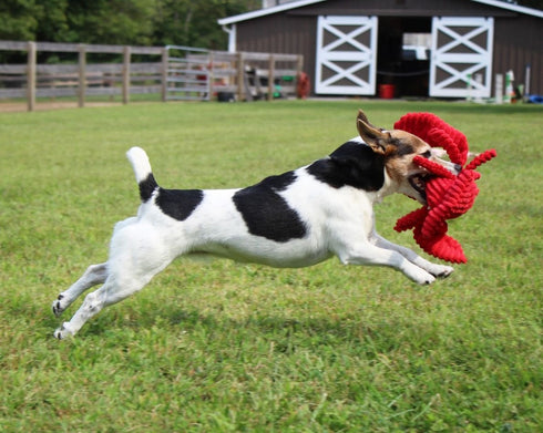 Tall Tails Crunch Lobster 14" Dog Toy - Poudre Pet & Feed Supply 6