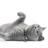 Max&Molly Smart ID Cat Collar Kiwi - Poudre Pet & Feed Supply 2