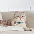 Max&Molly Smart ID Cat Collar Retro Blue - Poudre Pet & Feed Supply 4