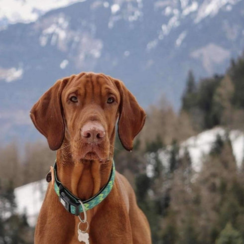 Max&Molly Smart ID Dog Collar Vintage L 15-25" - Poudre Pet & Feed Supply 5