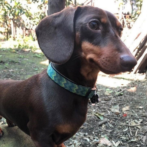 Max&Molly Smart ID Dog Collar Vintage L 15-25" - Poudre Pet & Feed Supply 6