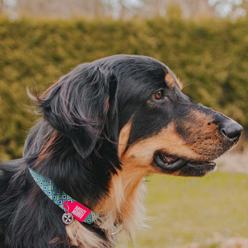 Max&Molly Smart ID Dog Collar Retro Blue M 13-21" - Poudre Pet & Feed Supply 6