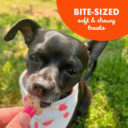 Buddy Biscuits Peanut Butter Soft Mini Dog Treats 20oz Jar - Poudre Pet & Feed Supply 5