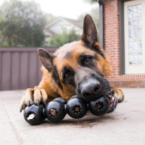 KONG Extreme Goodie Ribbon, Chew Toy for Dogs, Medium - Poudre Pet and Feed Supply