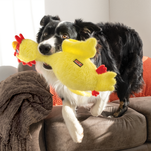 KONG Scruffs Chicken, Medium/Large - Poudre Pet and Feed Supply