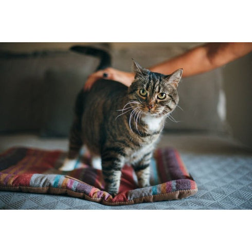 P.L.A.Y. Horizon Chill Pet Pad XL Desert - Poudre Pet & Feed Supply 2