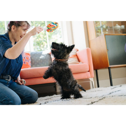 P.L.A.Y. Snack Attack Lollipup Dog Toy Poudre Pet & Feed Supply 3