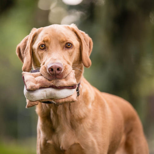 P.L.A.Y. Camp S'more Dog Toy
