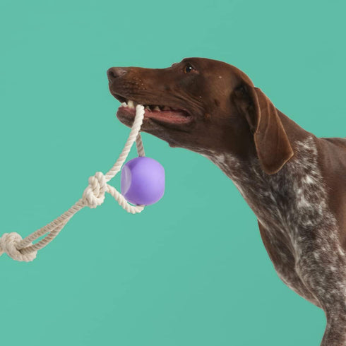 Yomp Ball Rope Silicone Dog Toy poudrefeed.com 2