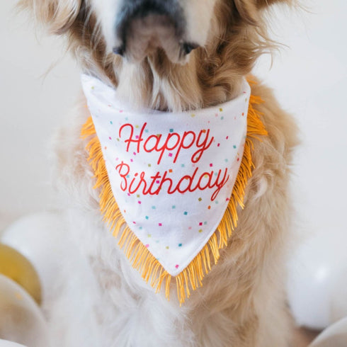 Zippy Paws Birthday Bandana and Bone 2-Pack - Poudre Pet & Feed Supply 2