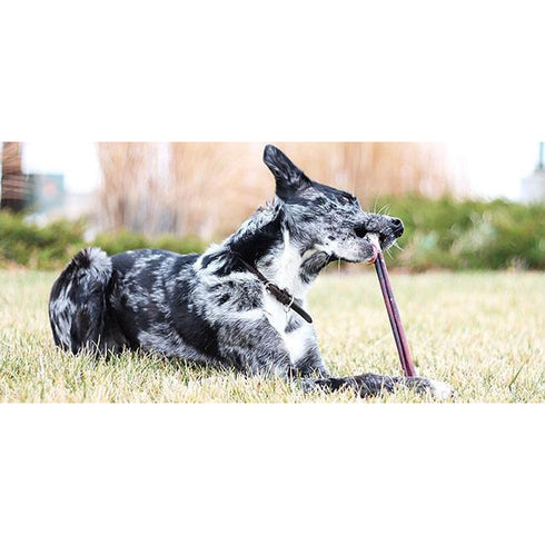 The Natural Dog Company 12" Bully Sticks Odor Free 8oz poudrefeed.com 4