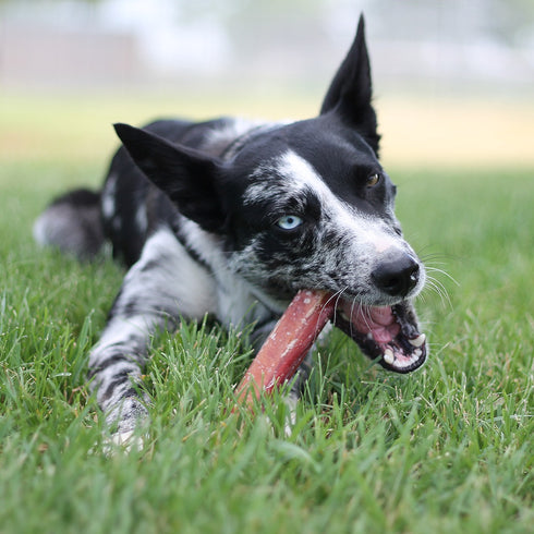 The Natural Dog 6" Jumbo Bully Sticks Odor Free Dog Treats 25Pk - Poudre Pet & Feed Supply 3