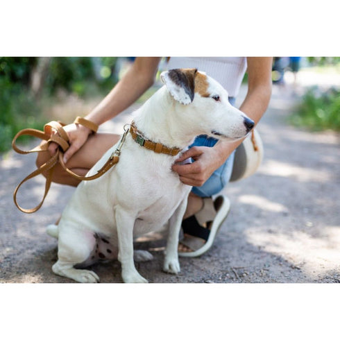 Euro Dog Soft Leather Dog Leash Brown 6' 3/4" - Poudre Pet & Feed Supply 2