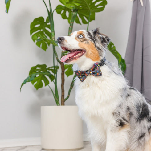 H&K Creepy Candy Bow Tie Large