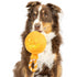 Huxley & Kent for Dogs Jack-o-Lantern Safety Pop
