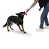 West Paw Skamp Hot Pink Toy for Dogs, Large