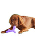 Yomp Ball Bone Max Purple Dog Toy