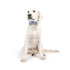Huxley & Kent Happy Got Me Day Bow Tie Small - Poudre Pet & Feed Supply 2
