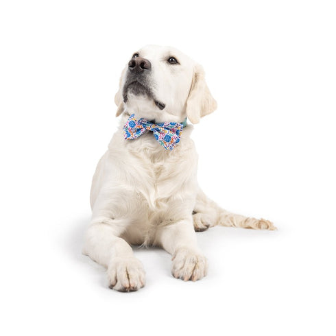 Huxley & Kent Happy Got Me Day Bow Tie Small - Poudre Pet & Feed Supply 3