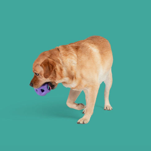 Yomp Heli Ring MAX Dog Toy - Poudre Pet & Feed Supply 2