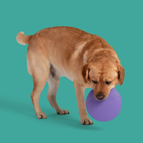 Yomp FetchFlyer MAX Dog Toy - Poudre Pet & Feed Supply 2