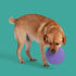 Yomp FetchFlyer MAX Dog Toy - Poudre Pet & Feed Supply 2