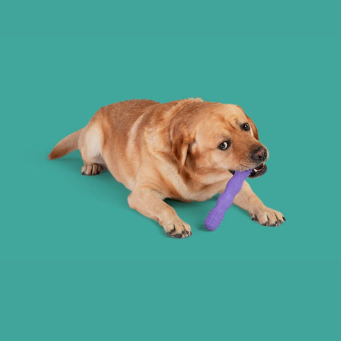 Yomp ToothBuddy MAX Dog Toy - Poudre Pet & Feed Supply 2