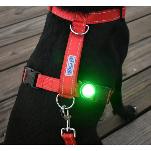 Bay Dog Firefly LED Safety Light - Poudre Pet & Feed Supply 4