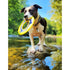 Bay Dog WaveSkipper Dog Toy Yellow - Poudre Pet & Feed Supply 4