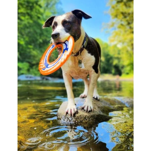Bay Dog WaveSkipper Dog Toy Orange - Poudre Pet & Feed Supply 4