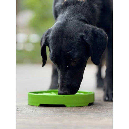 SodaPup eTray Garden Enrichment Shallow Slow Feeder Green - Poudre Pet & Feed Supply 6