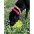 SodaPup Citrus Design eMat Enrichment Lick Mat With Suction Cups - Poudre Pet & Feed Supply 2