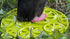 SodaPup Citrus Design eMat Enrichment Lick Mat With Suction Cups - Poudre Pet & Feed Supply 6