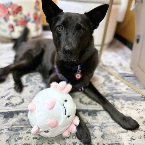 Spot Axolotl Butterball Plush Dog Toy, Assorted 7 in