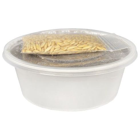 Multipet Catnip Garden Cat Grass Kit - Poudre Pet & Feed Supply 2