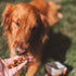 Otis Wild Things Trainers Dog Treats - Salmon - 4oz Pouch
