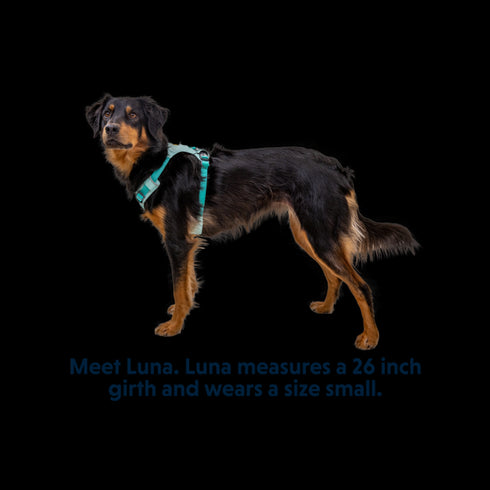 RuffWear Hi & Light Lightweight Dog Harness XXSmall Sage Green - Poudre Pet & Feed Supply 2